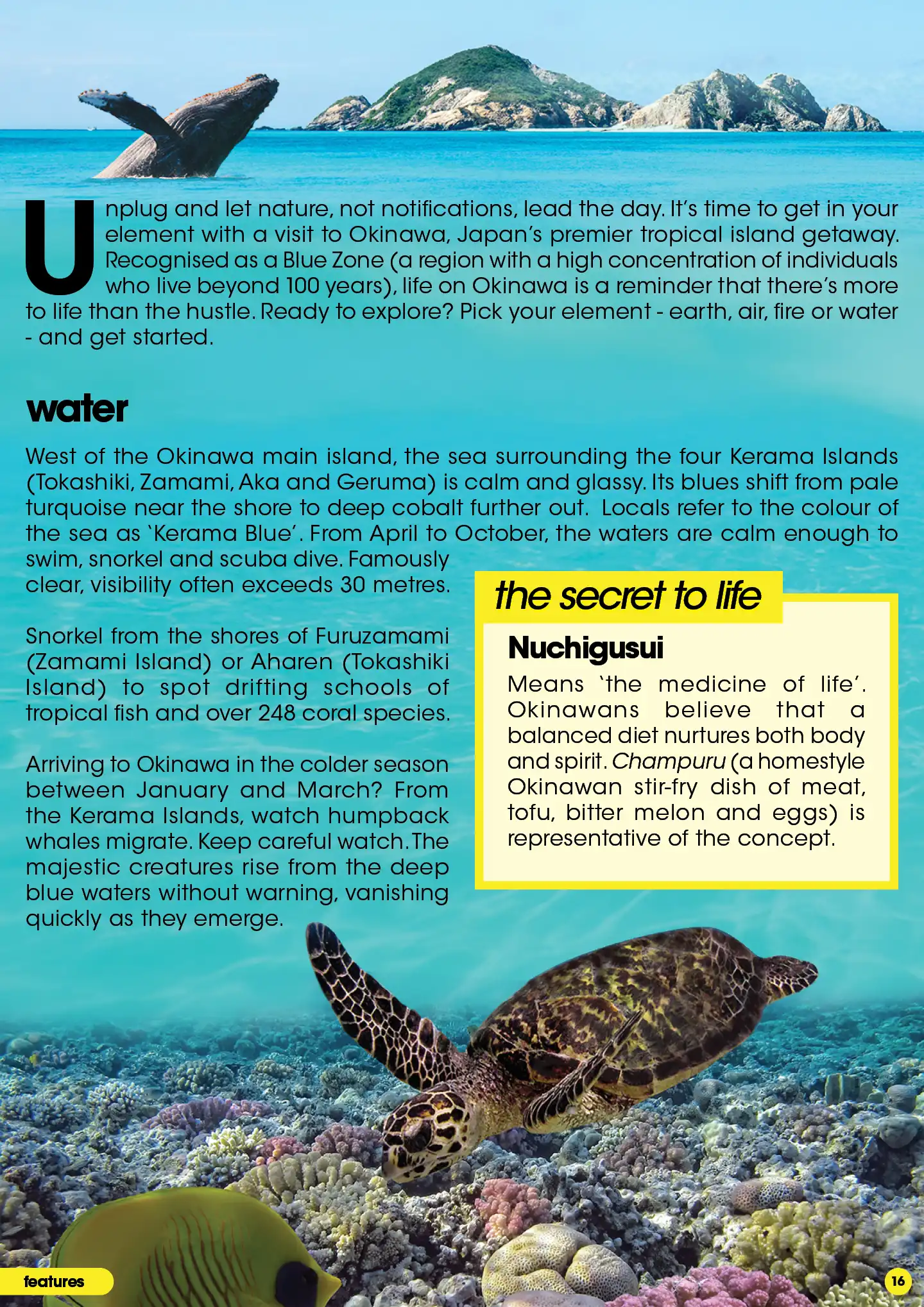 Whale swimming in clear blue sea in Okinawa Japan