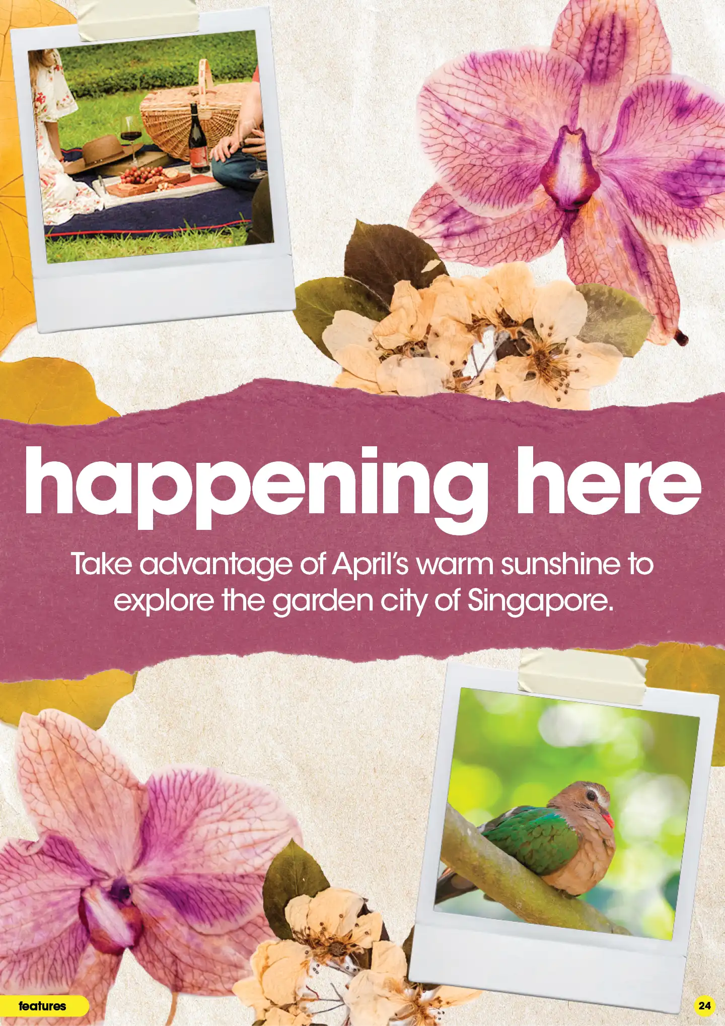 Pink orchid flowers in bloom in Singapore cit