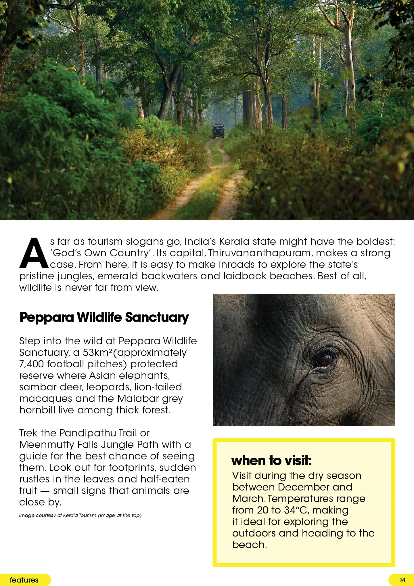Peppara Wildlife Sanctuary featuring an elephant in the forest