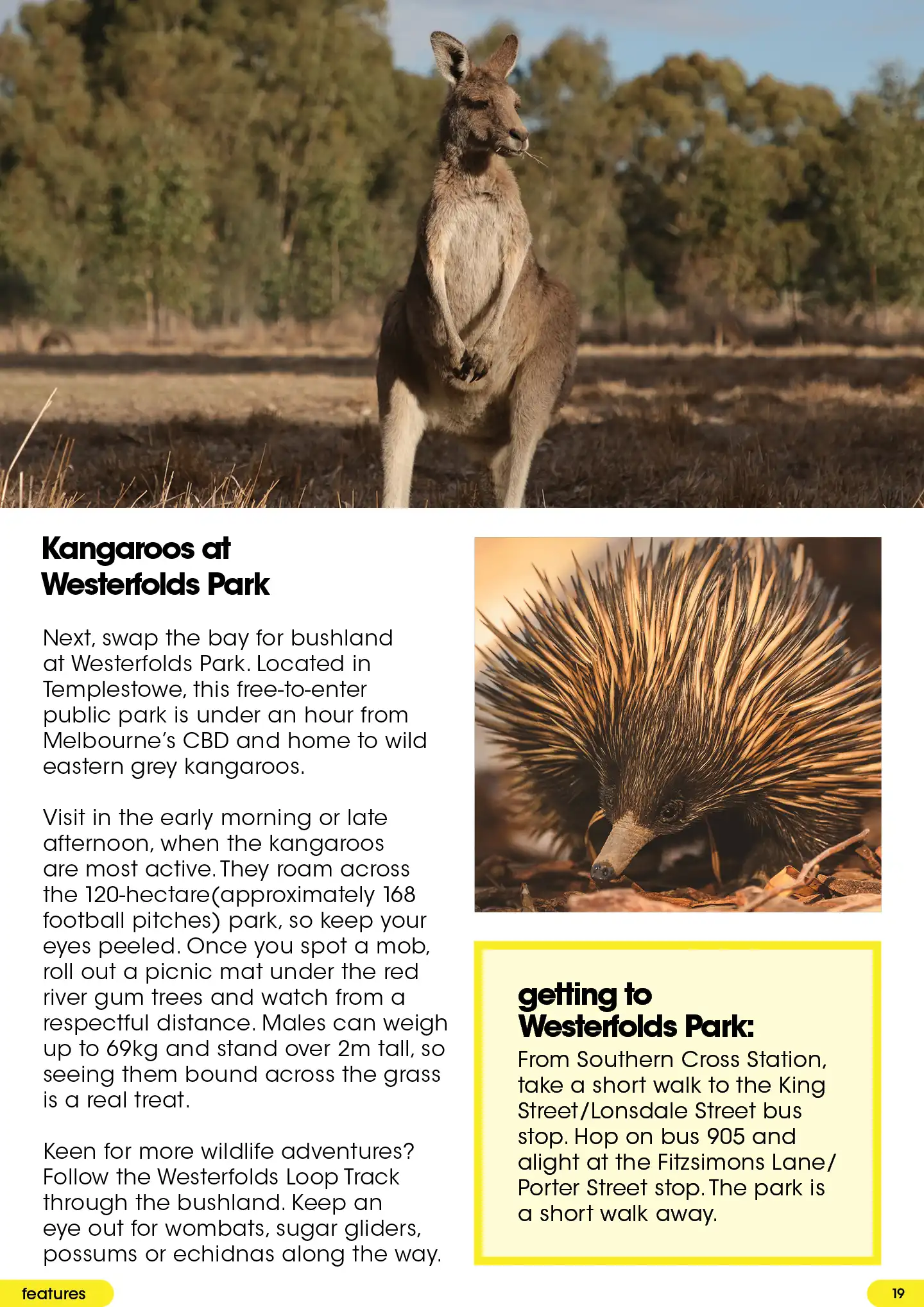 Westerfolds Park: eastern grey kangaroos, echidnas and bushland trails near Melbourne