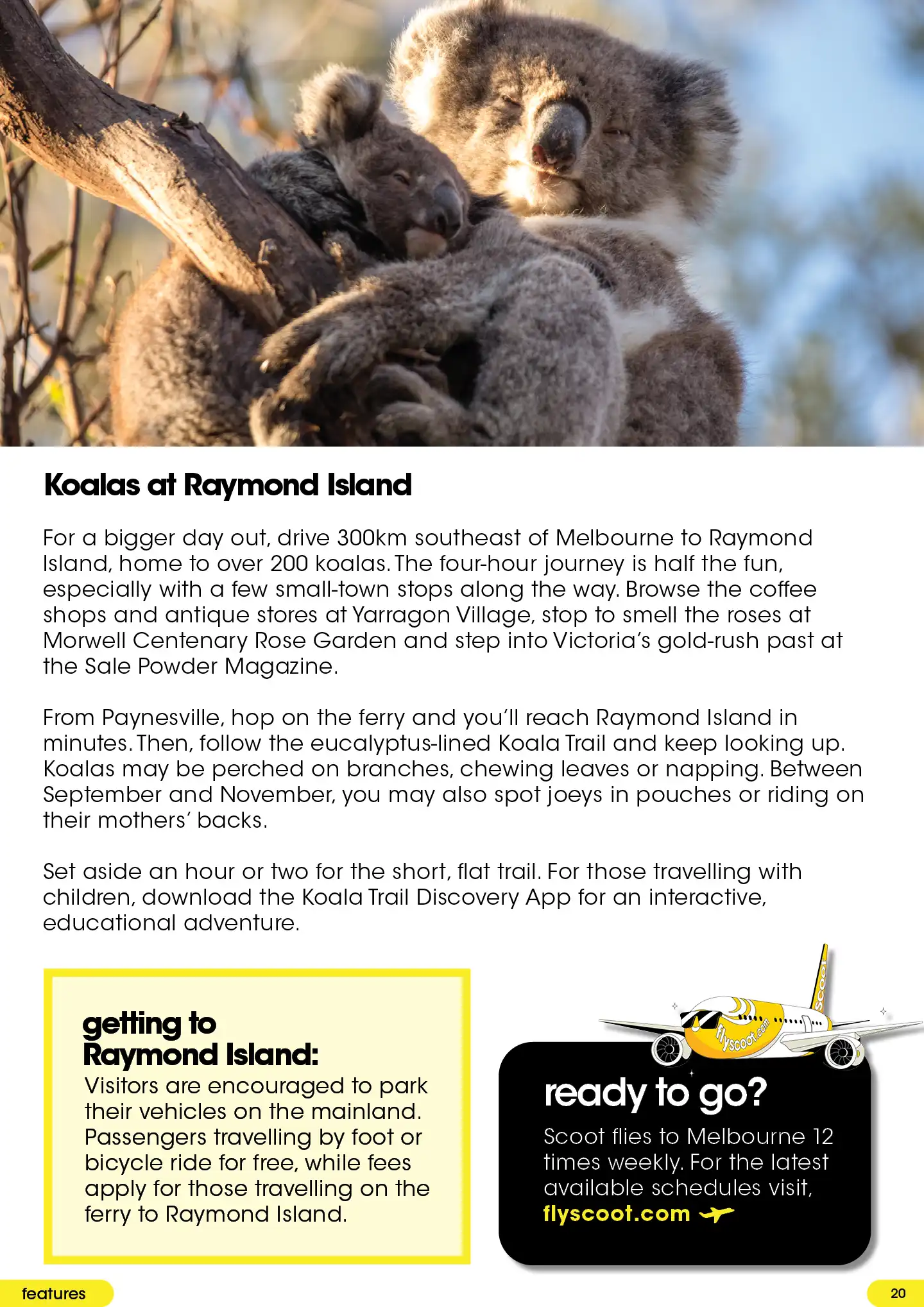 Raymond Island: koala trails, ferry access and a scenic drive through Gippsland