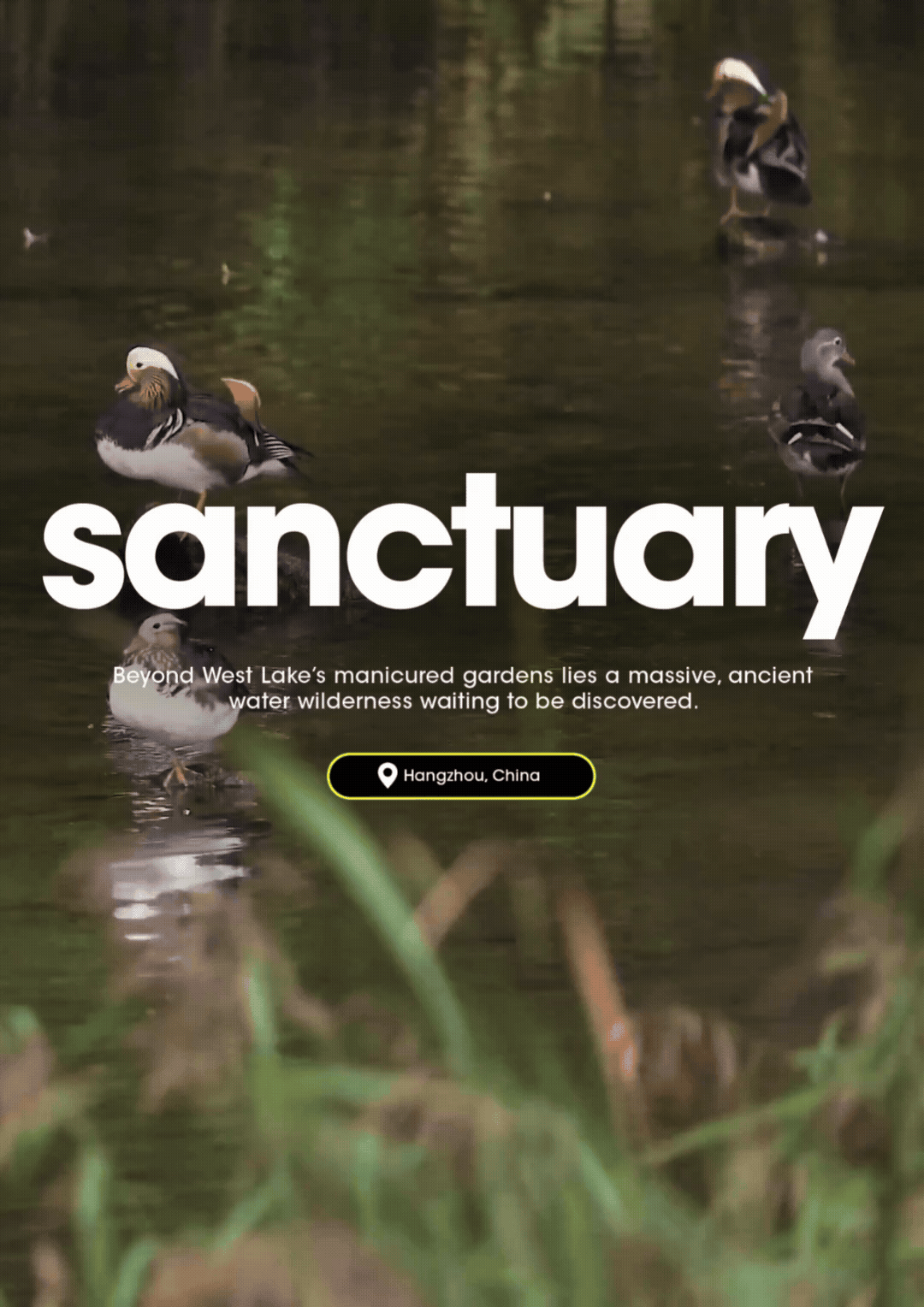 Hangzhou wetland sanctuary featuring ducks swimming through calm waters