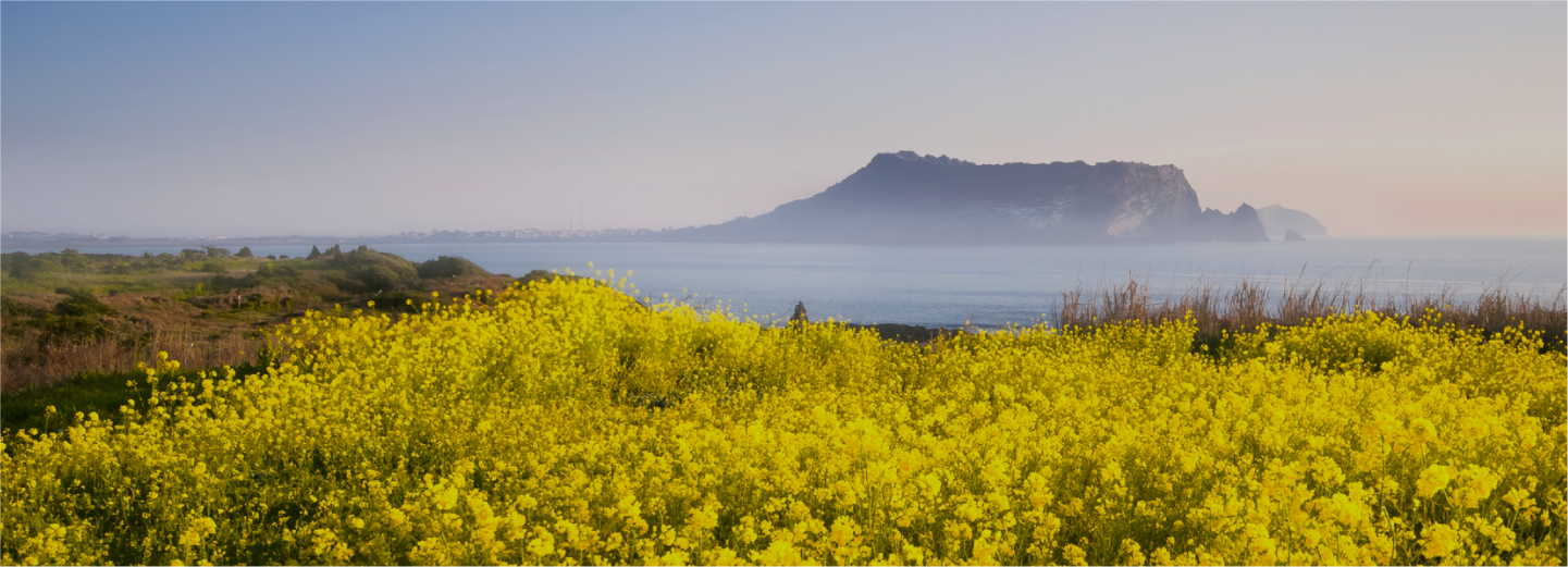 Jeju coastline with yellow flowers