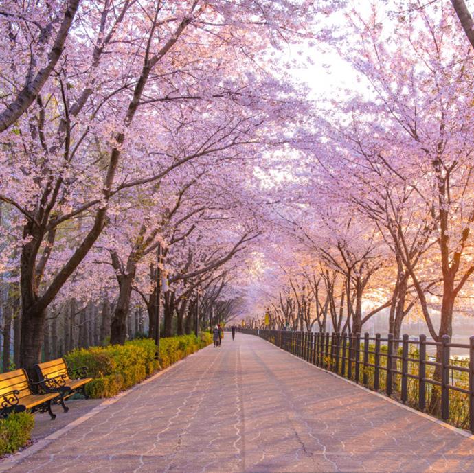 Discover Cherry Blossoms Around the World in 2026